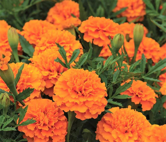 Marigold Flower seeds for Planting Cottage Garden Essential Heirloom & GMO Free Seeds for Home Garden