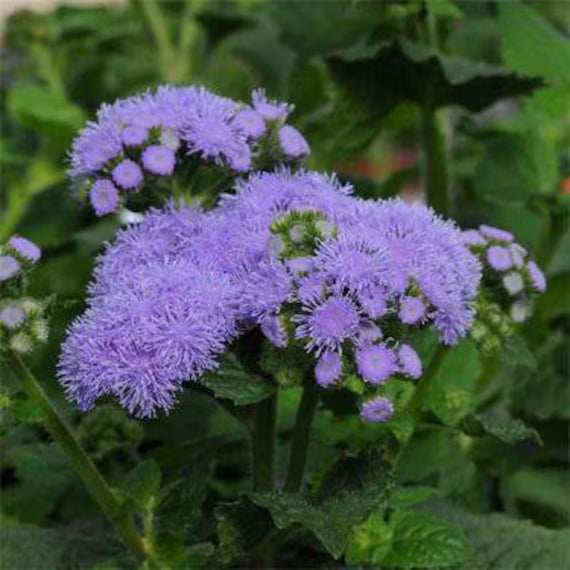 Conoclinium Coelestinum Flower seeds for Planting Vibrant Colors Heirloom & GMO Free Seeds for Home Garden