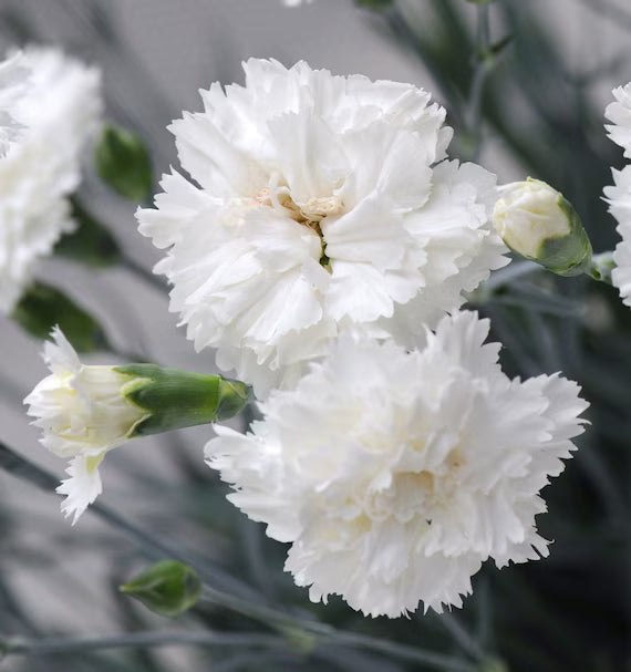 White Carnations Flower seeds for Planting Perfect for Borders Heirloom & GMO Free Seeds for Home Garden