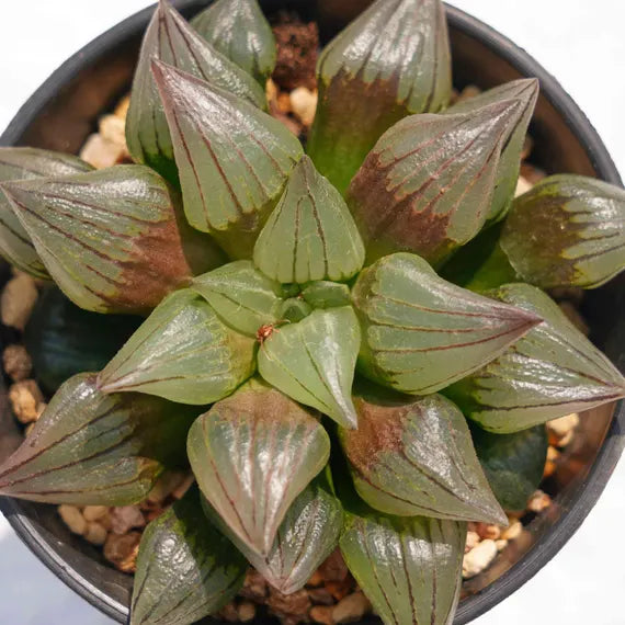 Haworthia Flower seeds for Planting - Premium Quality, Heirloom & GMO Free Seeds for Home Garden