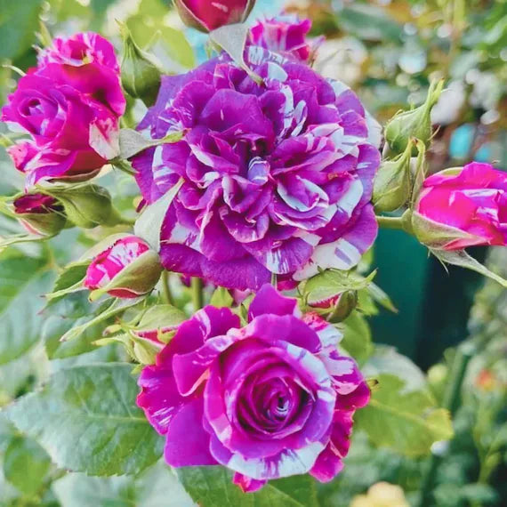 Bicolor Flower seeds for Planting - Drought Tolerant, Heirloom & GMO Free Seeds for Home Garden