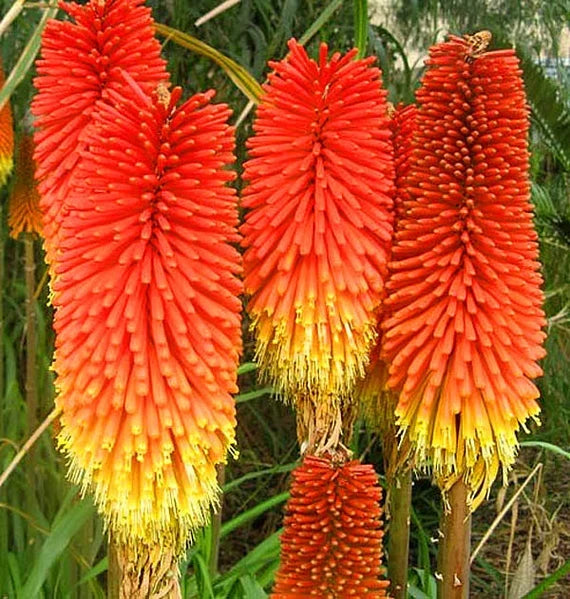 Kniphofia Flower seeds for Planting Shade Tolerant Heirloom & GMO Free Seeds for Home Garden