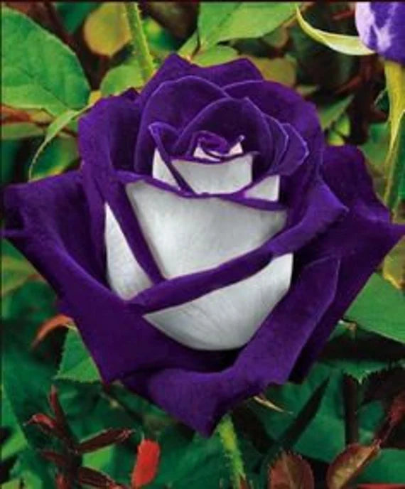Violet White Rose Flower seeds for Planting - Seasonal Bloomer, Heirloom & GMO Free Seeds for Home Garden