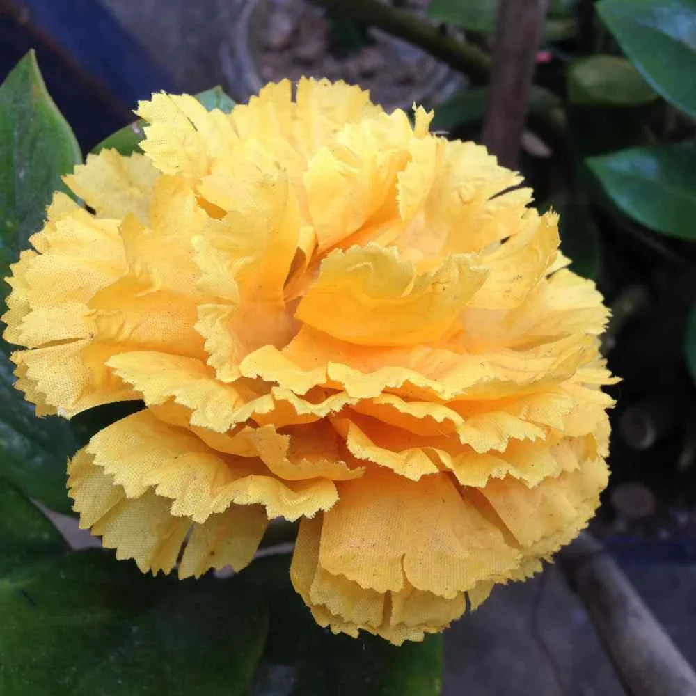 Yellow Carnation Flower Seeds for Planting