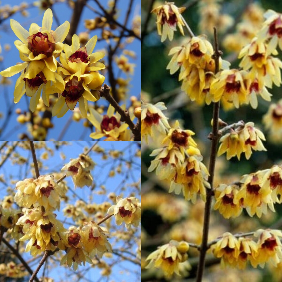 Chimonanthus Flower seeds for Planting Compact Growth Heirloom & GMO Free Seeds for Home Garden