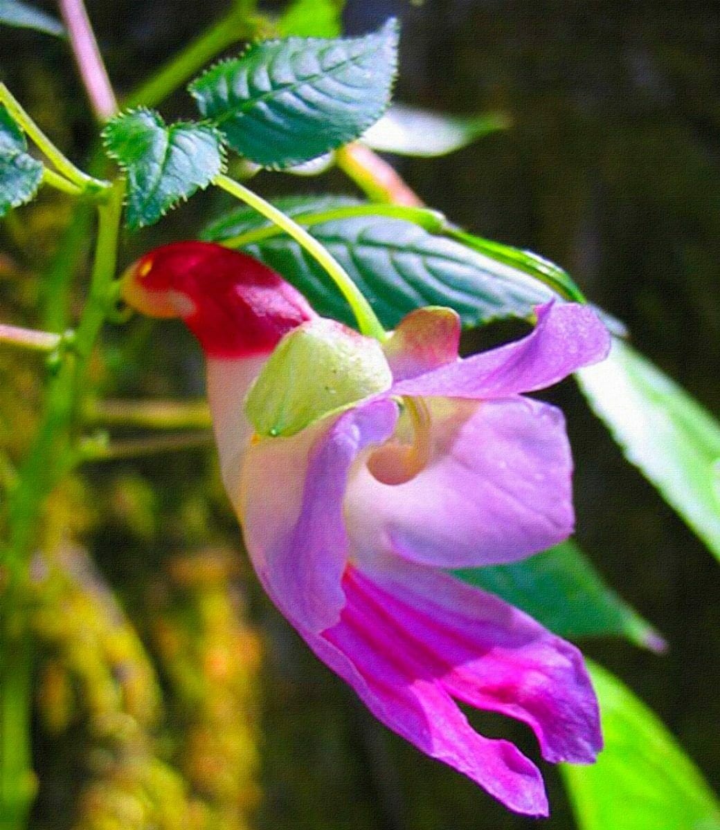 Parrot Orchid Flower seeds for Planting Compact Growth Heirloom & GMO Free Seeds for Home Garden