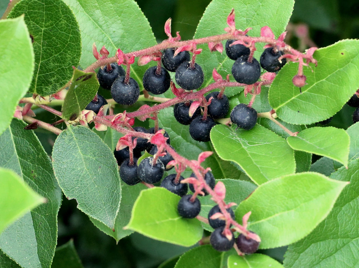 Salal Berry (Gaultheria shallon) Shrub Seeds – Pink & White Flowers, Blue Fruit