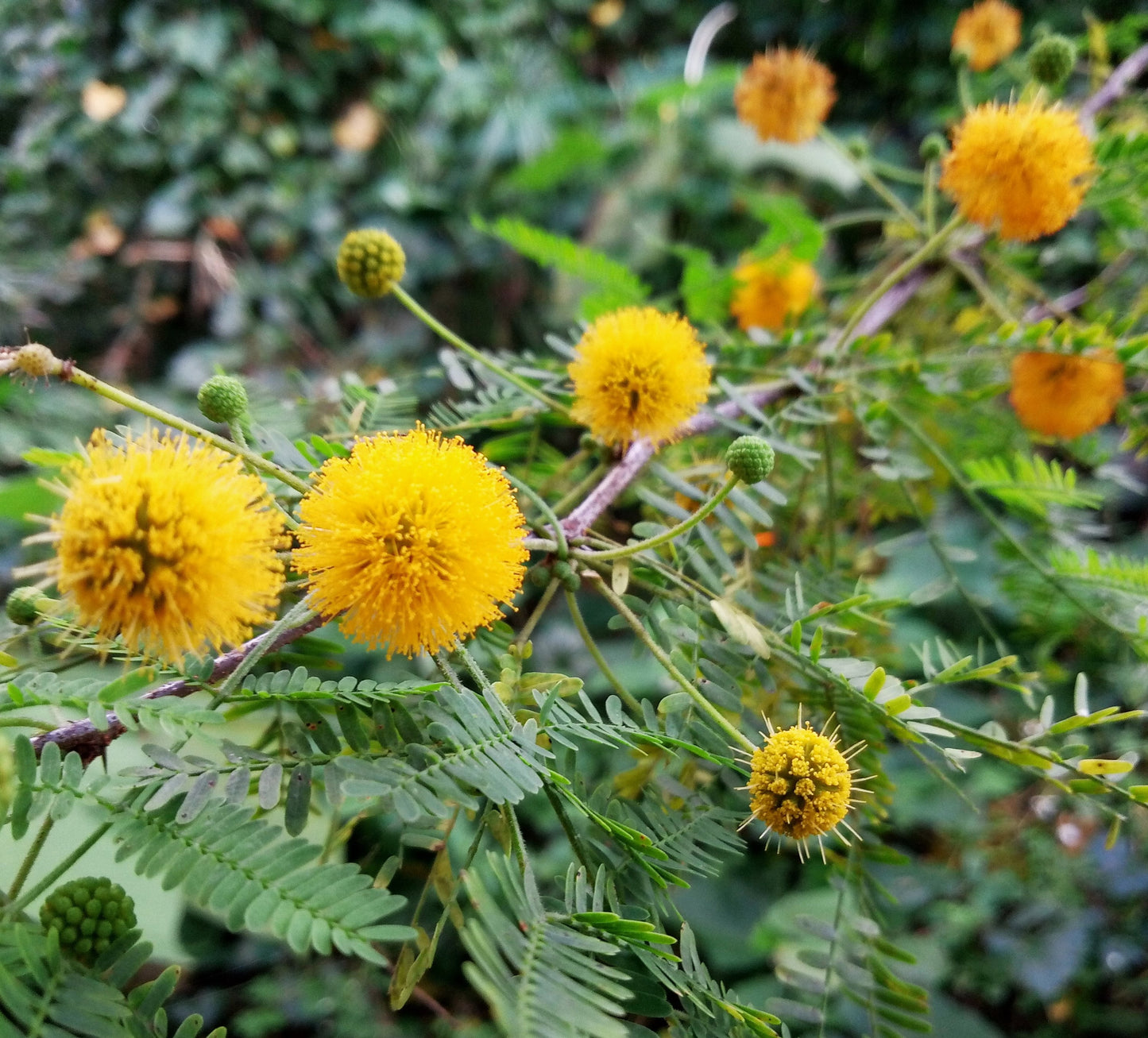 Acacia Perennial Flower Seeds Planting Mixed