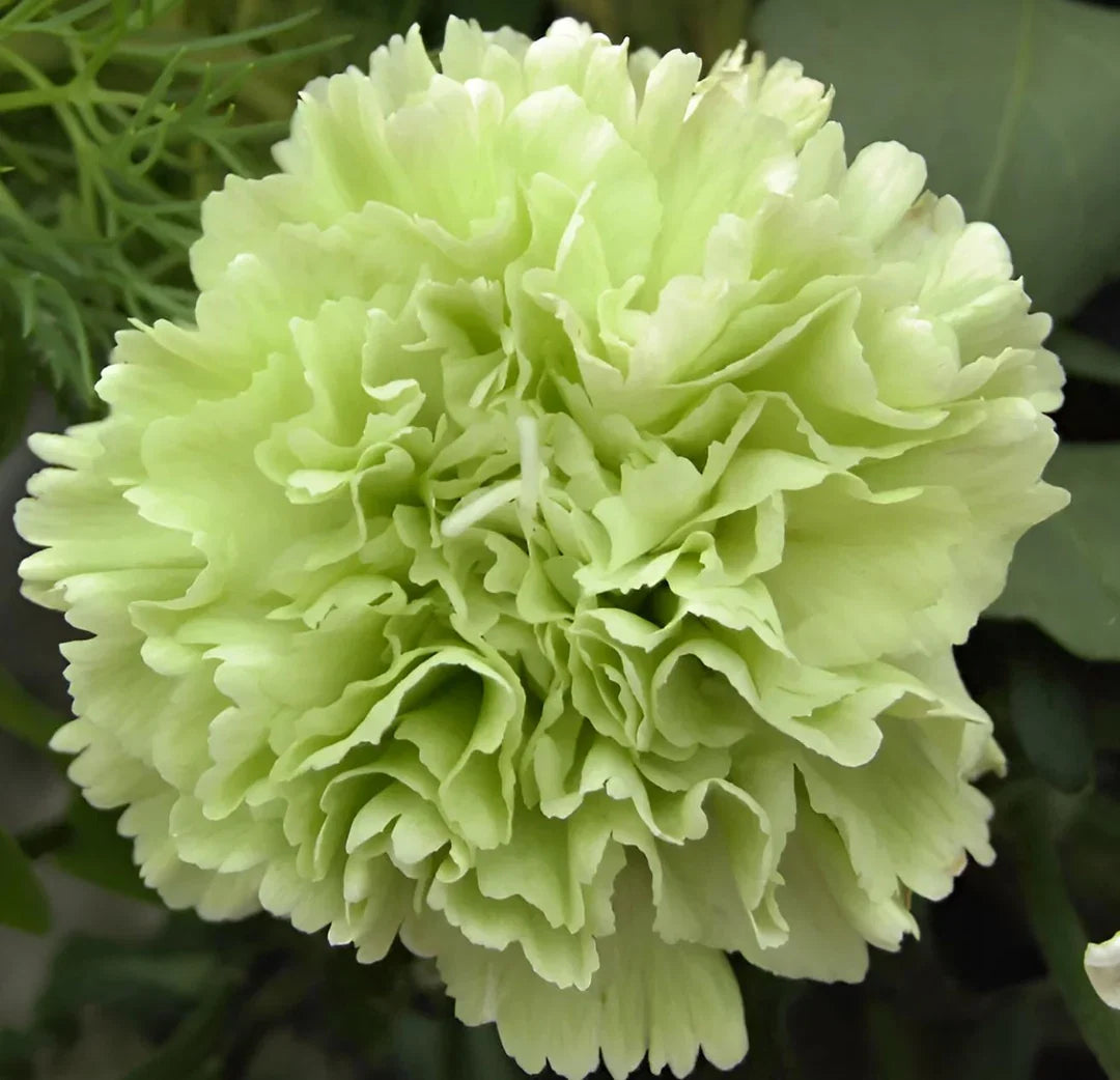 Green Carnation Flower seeds for Planting Long Bloom Season Heirloom & GMO Free Seeds for Home Garden