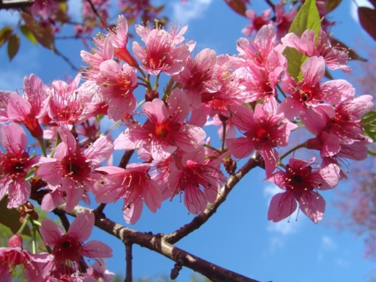 Himalayan Cherry Tree Seeds (Prunus Cerasoides) – Pink Flowers & Red Fruit for Beautiful Landscapes