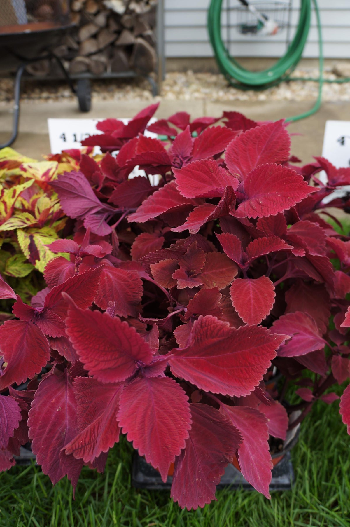 Pink Coleus Flower seeds for Planting Shade Tolerant Heirloom & GMO Free Seeds for Home Garden