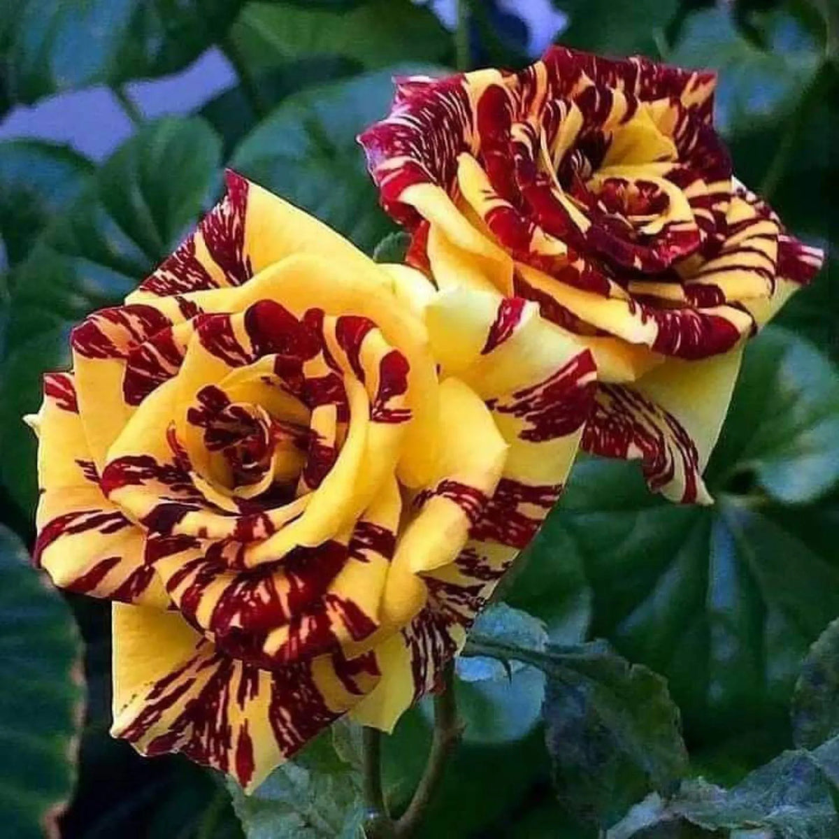 Marron Yellow Rose Flower Seeds for Planting