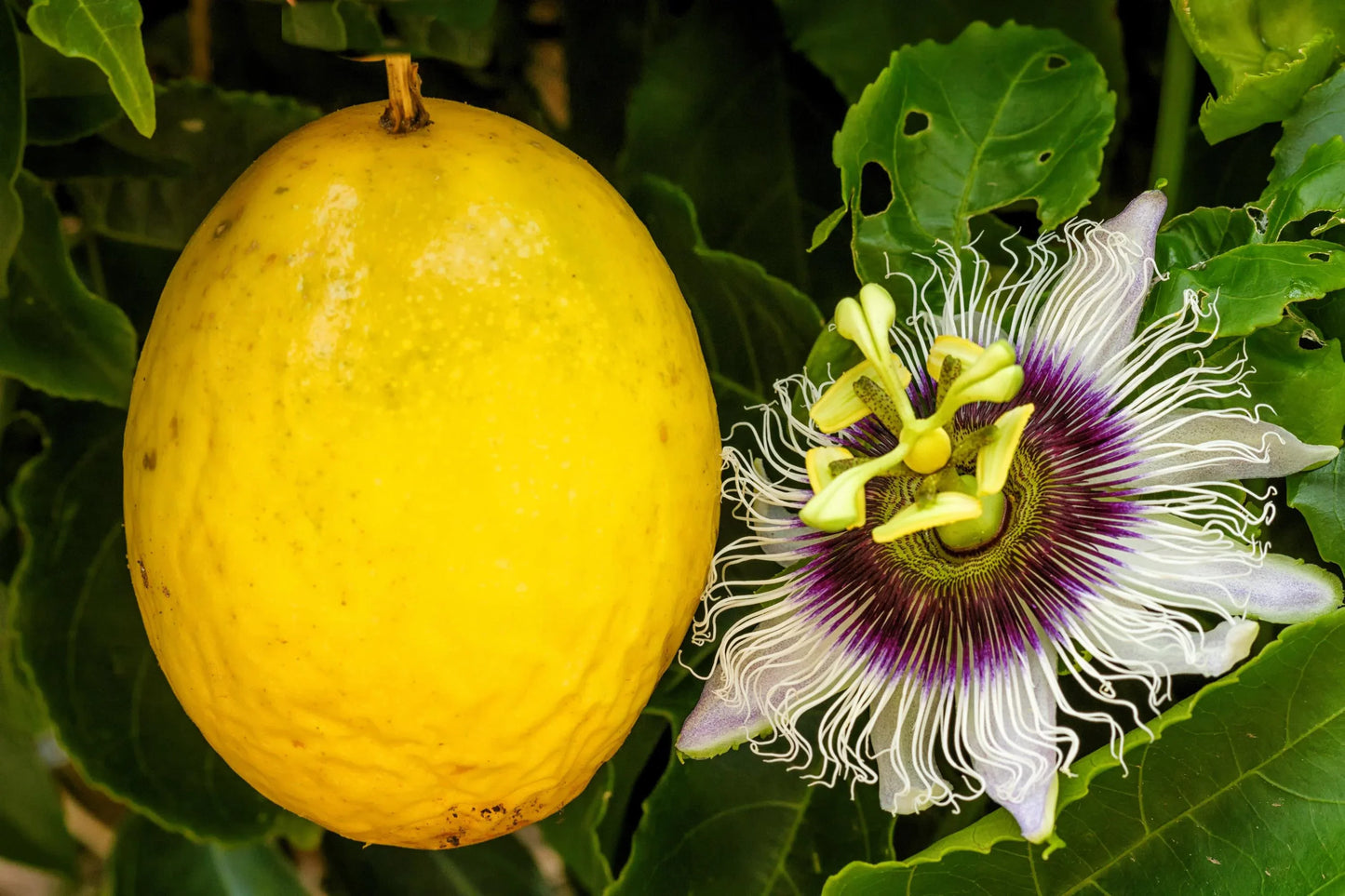 Yellow Passion Fruit (Passiflora edulis flavicarpa) Vine Seeds – Golden Passionfruit with Vibrant Flowers