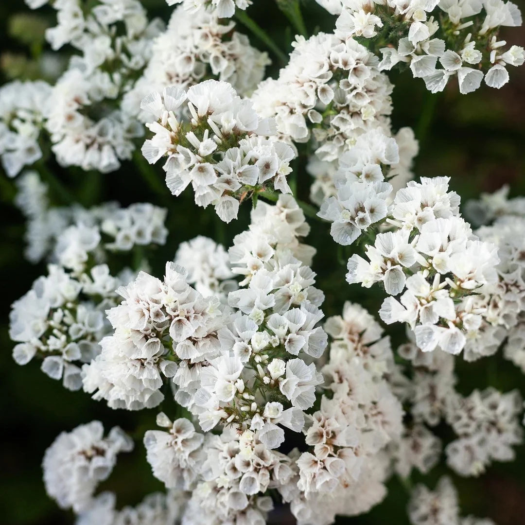 Limonium Sinuatum Iceberg Flower seeds for Planting Compact Growth Heirloom & GMO Free Seeds for Home Garden