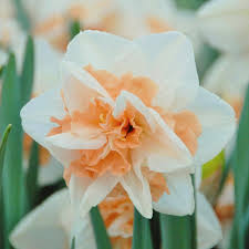 Daffodils Flower Seeds Planting White