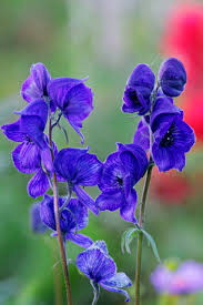 Monkshood Poisonous Flower seeds for Planting - Vibrant Colors, Heirloom & GMO Free Seeds for Home Garden