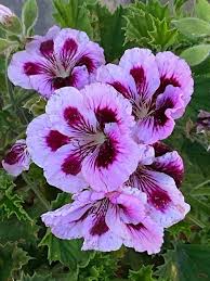 Violet Red Geranium Flower Seeds for Planting, Heirloom Non-GMO, High Germination Organic Garden Seeds