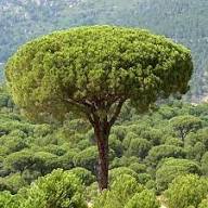Pine Nut Italian Stone Pine (Pinus pinea) Umbrella Tree Seeds