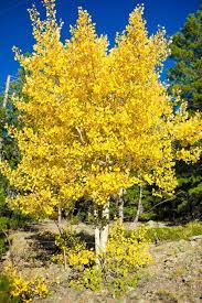 Quaking Aspen Flower seeds for Planting - Compact Growth, Heirloom & GMO Free Seeds for Home Garden