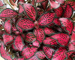 Red Fittonia Verschaffeltii Flower seeds for Planting - Easy to Grow, Heirloom & GMO Free Seeds for Home Garden
Sale