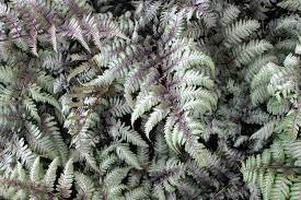 Grey Fern Plant Seeds For Planting - Add Unique Greenery To Your Garden