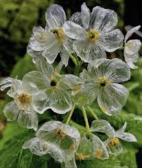 Skeleton Flower seeds for Planting - Drought Tolerant, Heirloom & GMO Free Seeds for Home Garden