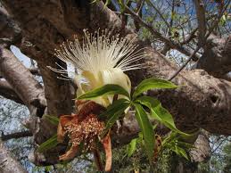 Adansonia Gregorii Seeds - Perfect for Planting and Gardening