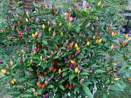 Colorful Rainbow Pepper Seeds For Vibrant Planting And Harvest Vegetable Seeds