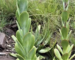 Green Kalanchoe Thyrsiflora Flower seeds for Planting - Sun Loving, Heirloom & GMO Free Seeds for Home Garden