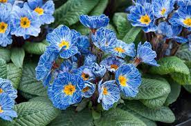 Europe Primula Acaulis Flower Seeds for Planting – Easy to Grow, Heirloom, Non-GMO Organic Garden Seeds
