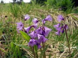 Violet Soldanella Alpina Seeds For Easy Planting