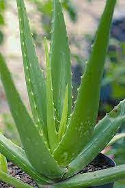 Aloe Vera Seeds Planting Kit for Easy Growth