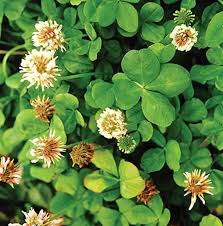 New Zealand Clover Seeds Flower seeds for Planting - Seasonal Bloomer, Heirloom & GMO Free Seeds for Home Garden