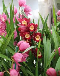 Cymbidium Orchid Flower seeds for Planting - Long Bloom Season, Heirloom & GMO Free Seeds for Home Garden