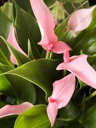 Pink Sky Blue Anthurium Flower seeds for Planting - Drought Tolerant, Heirloom & GMO Free Seeds for Home Garden