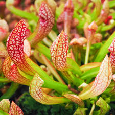 Scarlet Sarracenia Carnivorous Flower seeds for Planting Long Bloom Season Heirloom & GMO Free Seeds for Home Garden