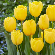 White And Yellow Tulip Flower Seeds For Vibrant Garden Planting