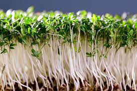 Rock Cress Flower Seeds Lime Green Planting
