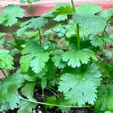 Cilantro Calypso (Coriandrum sativum) Seeds