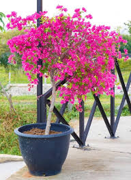 Bougainvillea Spectabilis Flower seeds for Planting - Pollinator Friendly, Heirloom & GMO Free Seeds for Home Garden