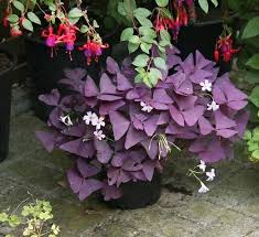 Triangularis Seeds For Fast Growth And Planting