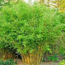 Umbrella Bamboo Planting Seeds For Lush Green Gardens And Eco-Friendly Landscaping