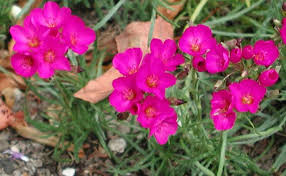 Red Rock Purslane 'Ruby Tuesday' (Calandrinia umbellata) Flower Herb Seeds