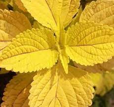 Coleus Seeds: Essential Guide For Planting Yellow Varieties