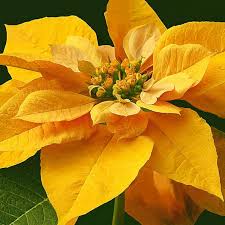 Yellow Poinsettia Planting Seeds