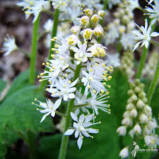 White Tiarella Foam Flower seeds for Planting - Compact Growth, Heirloom & GMO Free Seeds for Home Garden