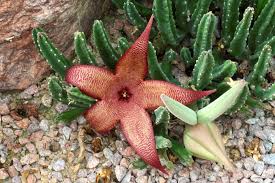 Cream Stapelia Seeds for Planting