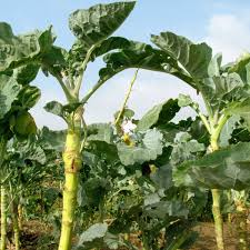 Heirloom Walking Stick Kale Seeds For Planting Nutritious Greens