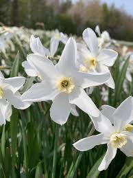 Daffodils Planting Seeds - Purple White Variety Plant Seed