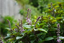 Blue Basil Seeds For Planting - Grow Your Own Flavorful Herb Plant Seeds